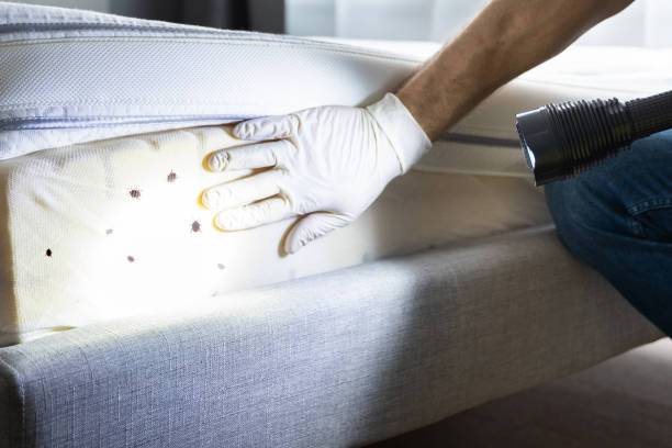 Best Wasp Removal Services  in Manorhaven, NY