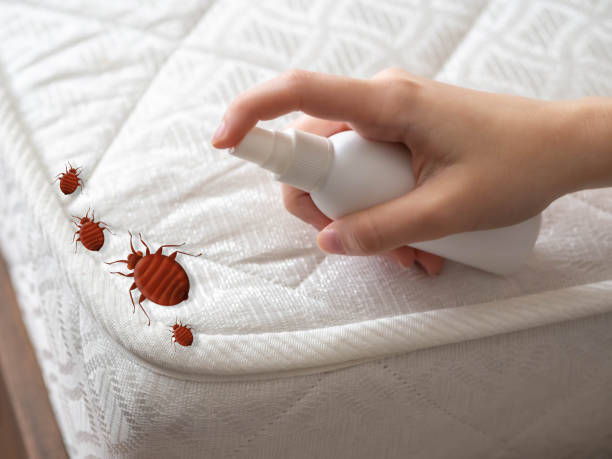 Best Pest Prevention Services  in Manorhaven, NY